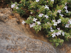 Satureja hellenica