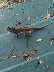 Anolis richardii