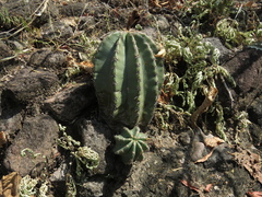 Echinocereus subinermis subinermis