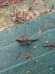 Anolis richardii