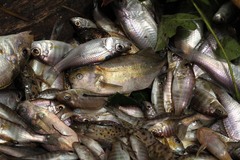 Zambezi Parrotfish photo 2
