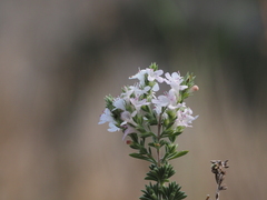 Satureja hellenica