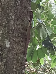 Anolis richardii