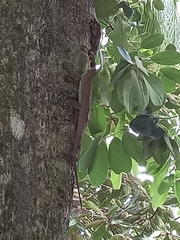 Anolis richardii