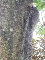 Anolis richardii