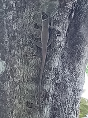 Anolis richardii