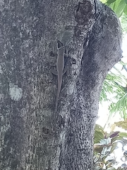 Anolis richardii