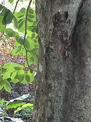 Anolis richardii