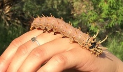 Citheronia splendens sinaloensis