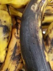 Colletotrichum musae