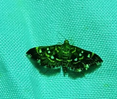 Diathrausta