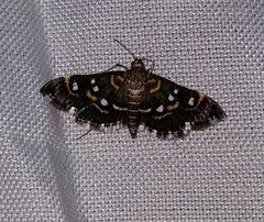 Diathrausta