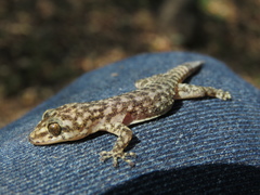 Phyllodactylus