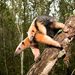 Southern Tamandua - Photo (c) Instituto Últimos Refúgios, some rights reserved (CC BY-NC), uploaded by Instituto Últimos Refúgios