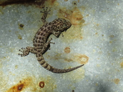Phyllodactylus