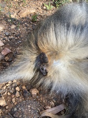 Cercopithecus mitis erythrarchus