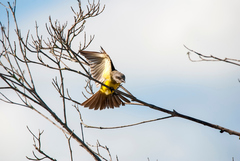 Tyrannus melancholicus