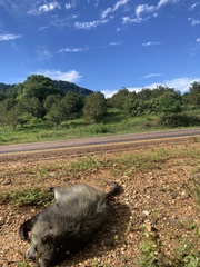 Cercopithecus mitis erythrarchus