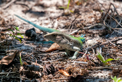 Ameiva ameiva