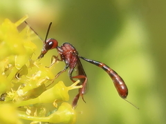 Gasteruption hastator