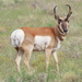 Pronghorns - Photo (c) Judith Ellen Lopez, some rights reserved (CC BY-NC), uploaded by Judith Ellen Lopez