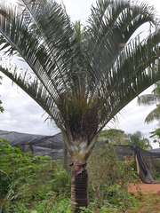 Dypsis decaryi