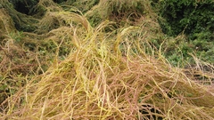 Cuscuta japonica