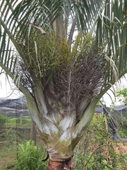 Dypsis decaryi