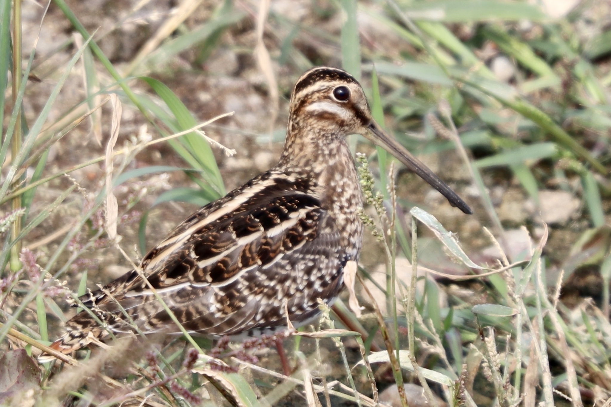 Wilson's Snipe (Gallinago delicata)