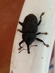 Homalinotus coriaceus