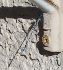 Enallagma doubledayi