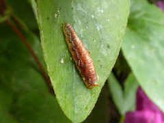 Melangyna lasiophthalma