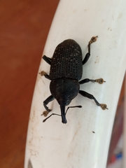 Homalinotus coriaceus