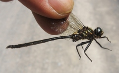 Somatochlora forcipata