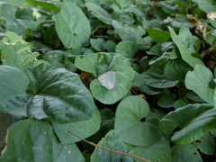 Strephonota tephraeus