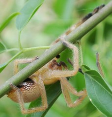 Neosparassus salacius