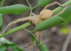 Neosparassus salacius