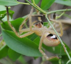Neosparassus salacius