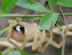 Neosparassus salacius