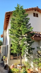 Araucaria columnaris