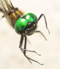 Somatochlora forcipata