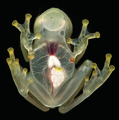 Yaku Glassfrog photo 3