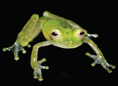 Yaku Glassfrog photo 4