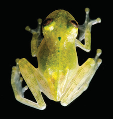 Yaku Glassfrog photo 5