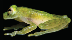 Yaku Glassfrog photo 2