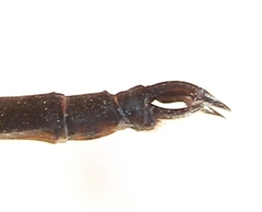 Somatochlora forcipata