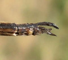 Somatochlora forcipata