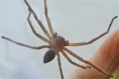 Neosparassus salacius