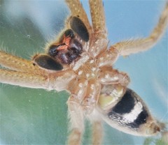 Neosparassus salacius