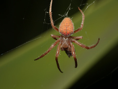Pararaneus